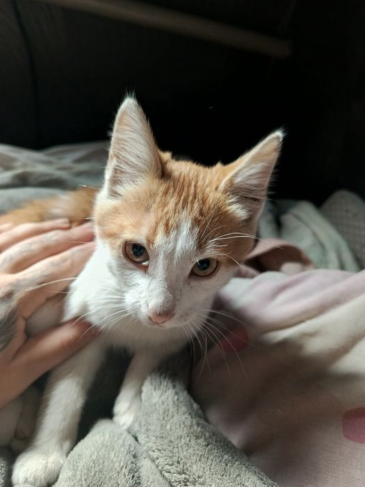 котиков в добрые руки