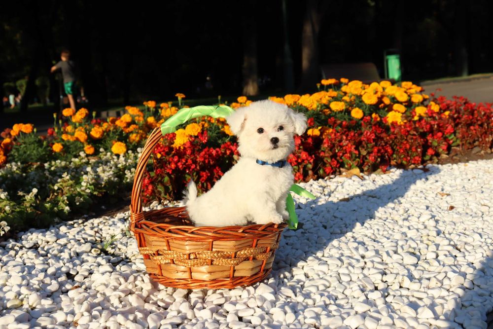 Мини бишончики белое облачко