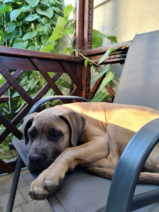 Zaginął pies rasy Cane Corso
