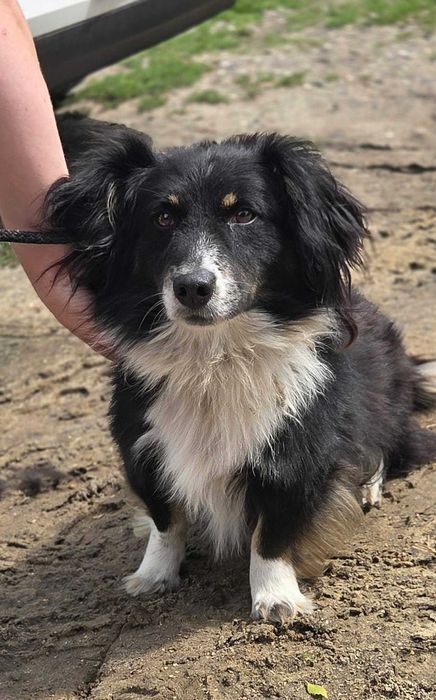 Border Collie mix szuka domu schronisko Zgierz -aktualne