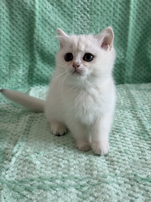 Chłopczyk brytyjski