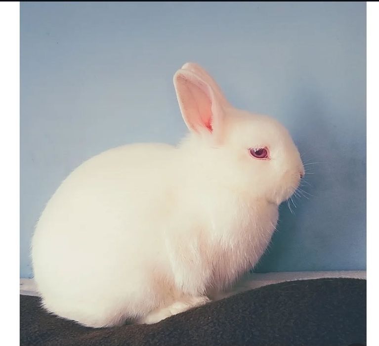 Coelha branca de olhos vermelhos