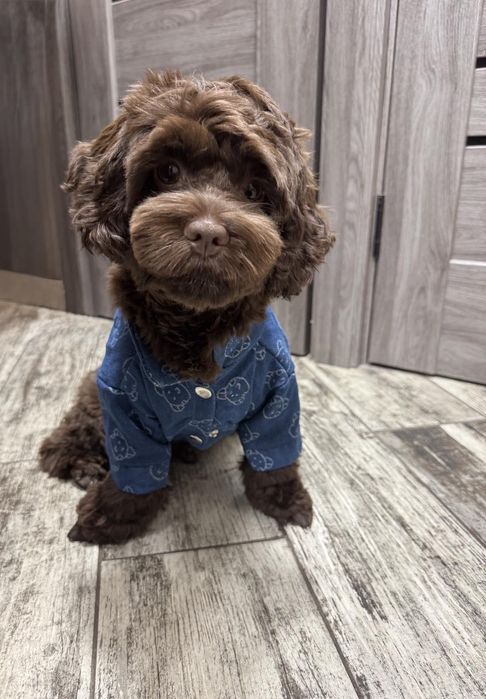 Стрижка собак маленьких пород(услуги грумера)у себя,и с выездом на дом