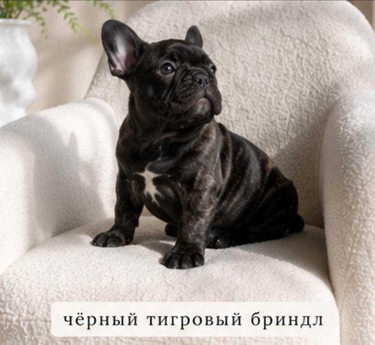 Французский бульдог девочка — чёрный тигровый