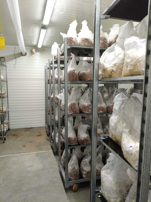 Sala de Cultivo de Cogumelos – Pronta a Entregar e a Produzir