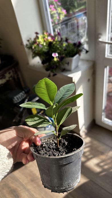 Продаються  дітки фікуса benjamina виду Moclame.