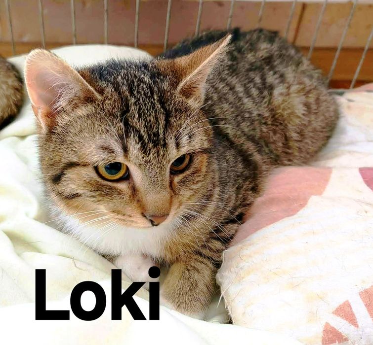 Cudne Loki i Furi proszą o dom ..