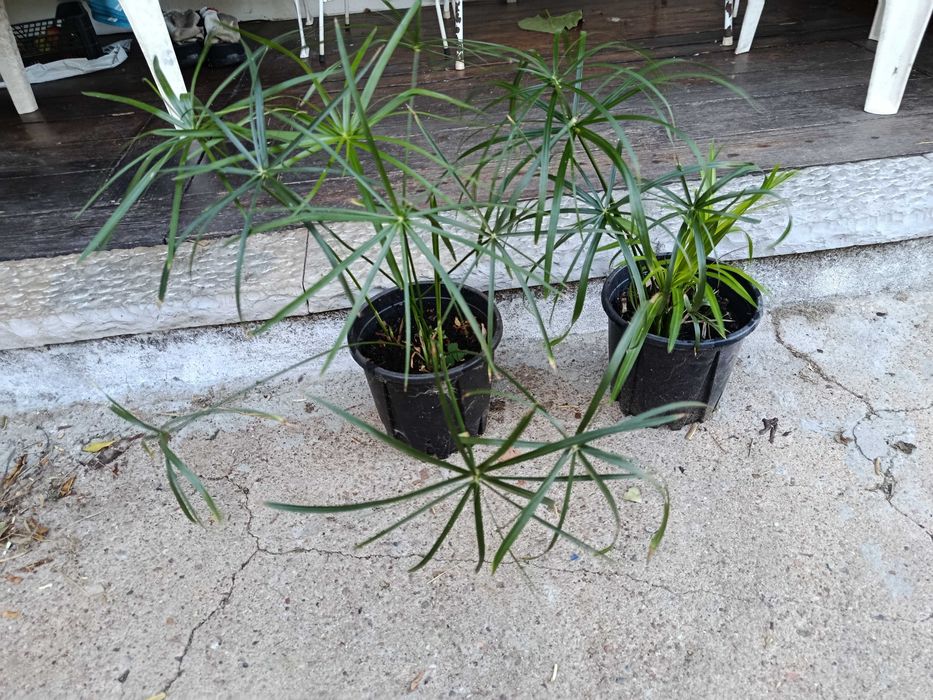 Plantas marginais margem para lagos filtros ou jardim - papiros varios e lirios de agua