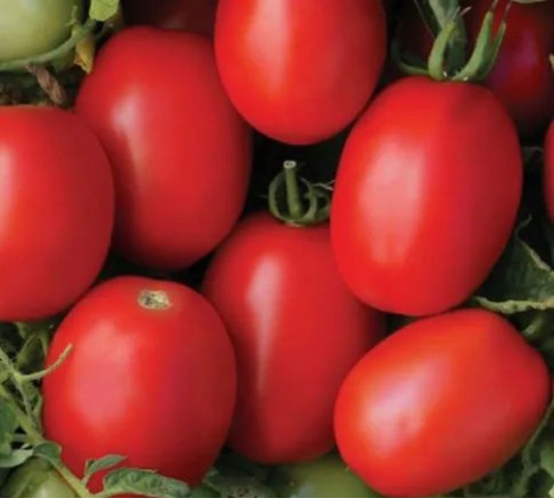 Насіння помідор ДІНО F1  DINO F1 Семена томат