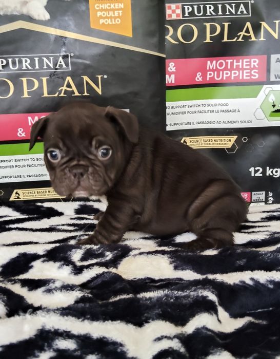 Bulldog Francês Chocolate