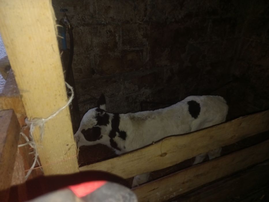 Sprzedam  cielalki 8 sztuk