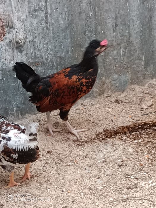 Vendo garnizos machos