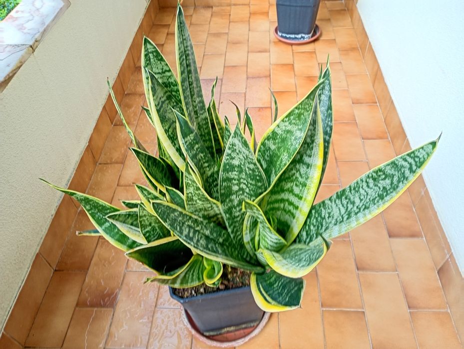 Campo Grande - Vendo Plantas