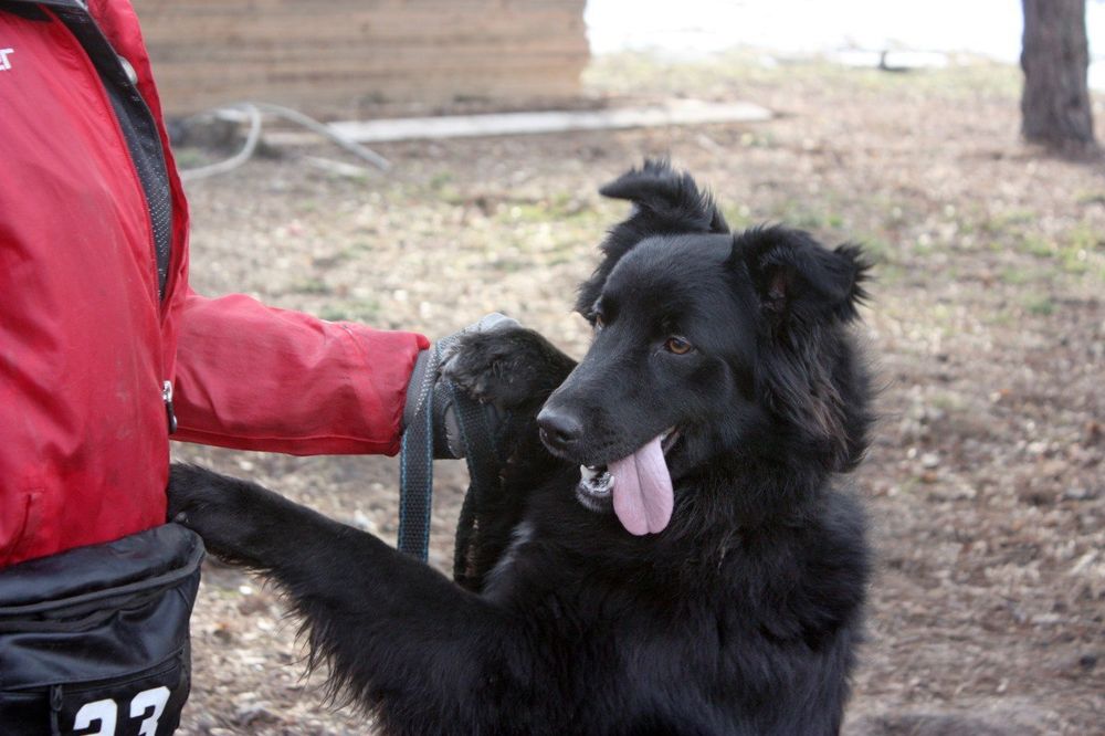 Красавица ищет дом и хозяина