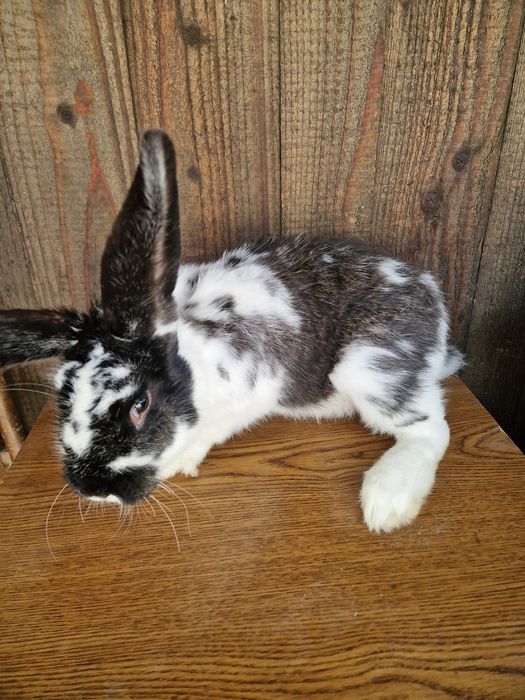 Sprzedam młodego samca srokacza