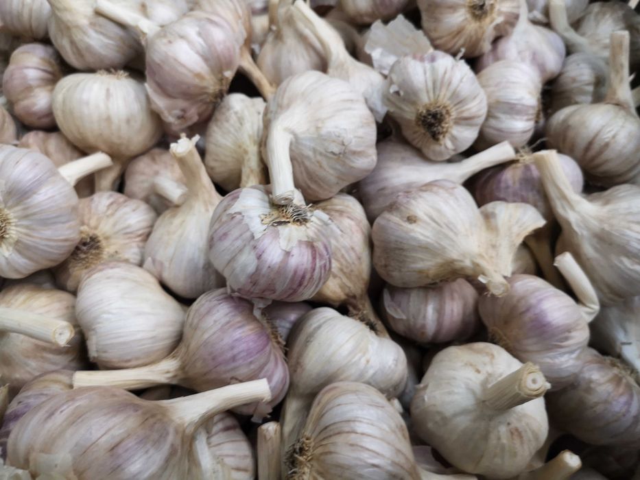 Czosnek Harnaś sprzedam