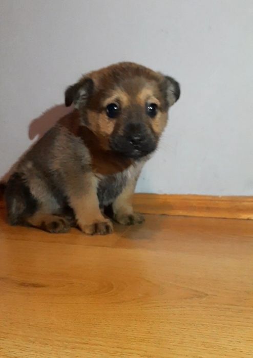 oddam pieska w dobre ręce