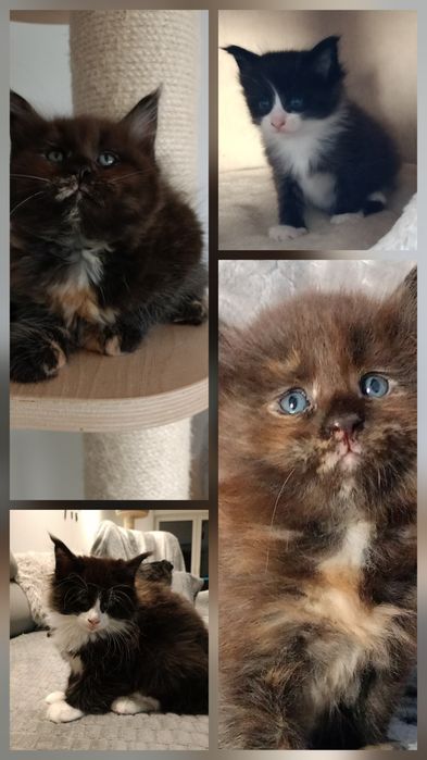 Maine coon do rezerwacji piękny kot