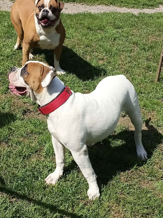 Buldog Amerykański  Suczka 6 miesięcy