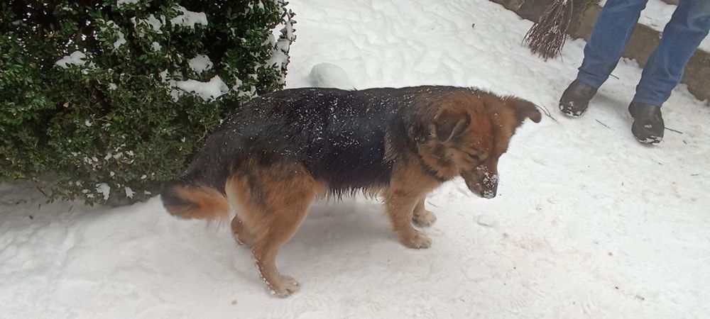 Віддам цуценята .