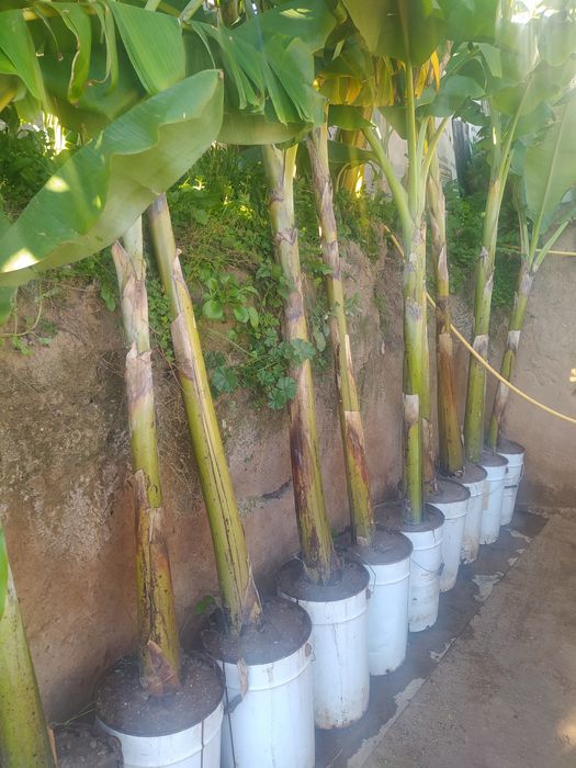 Bananeiras (banana maçã)