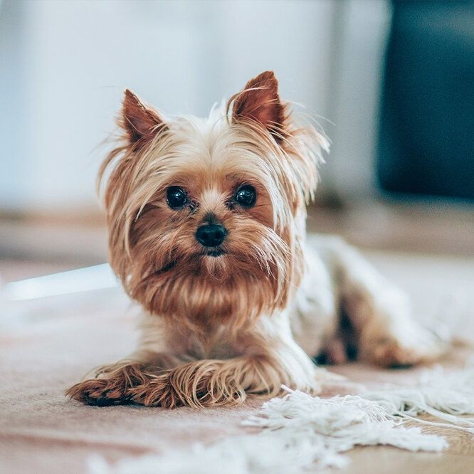 Перетримка собак