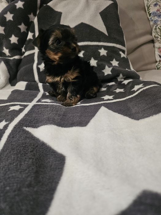 Yorkshire terrier- chłopiec