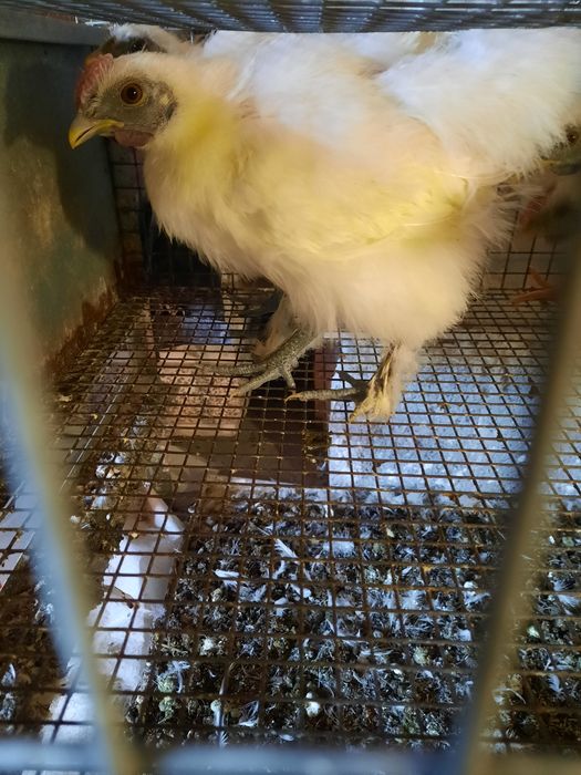 Vendo galinhas várias raças a 5 euros