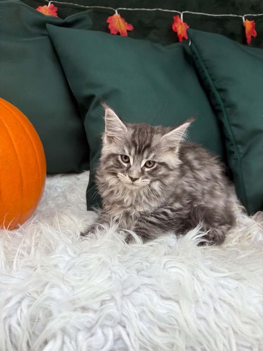Maine Coon - kocurek