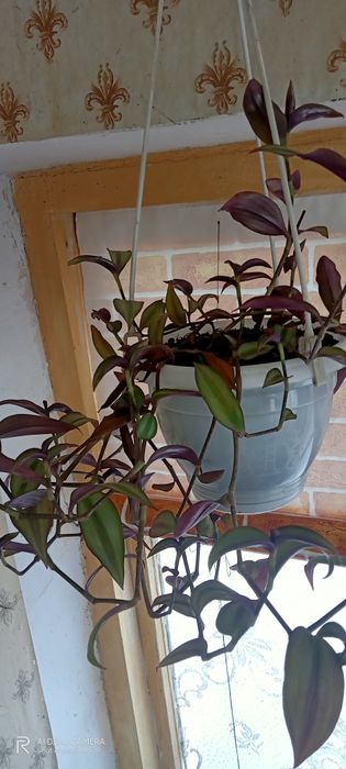 Комнатные цветы...