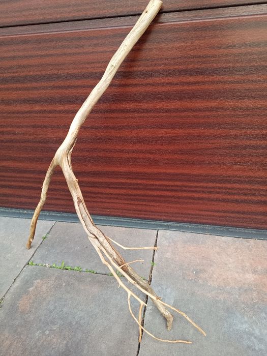 Ciekawy, naturalny korzeń do akwarium