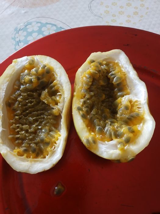 Plantas de maracujá  Melão