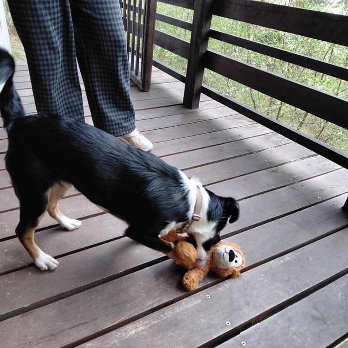 Piekna psina szula swojego pana