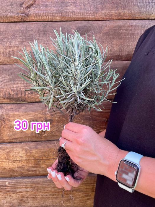 Лаванда  англійської вузьколистої.саджанці букети Манстед Гро