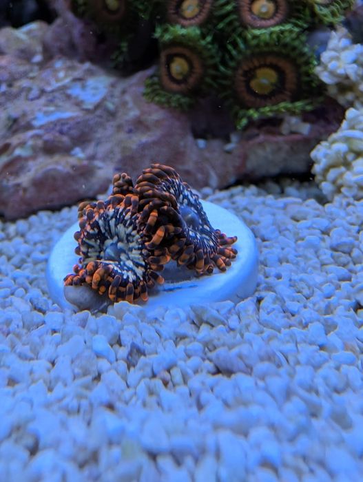 Fraga zoanthus Utter Chaos