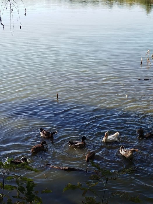 Молоді підсадні качки