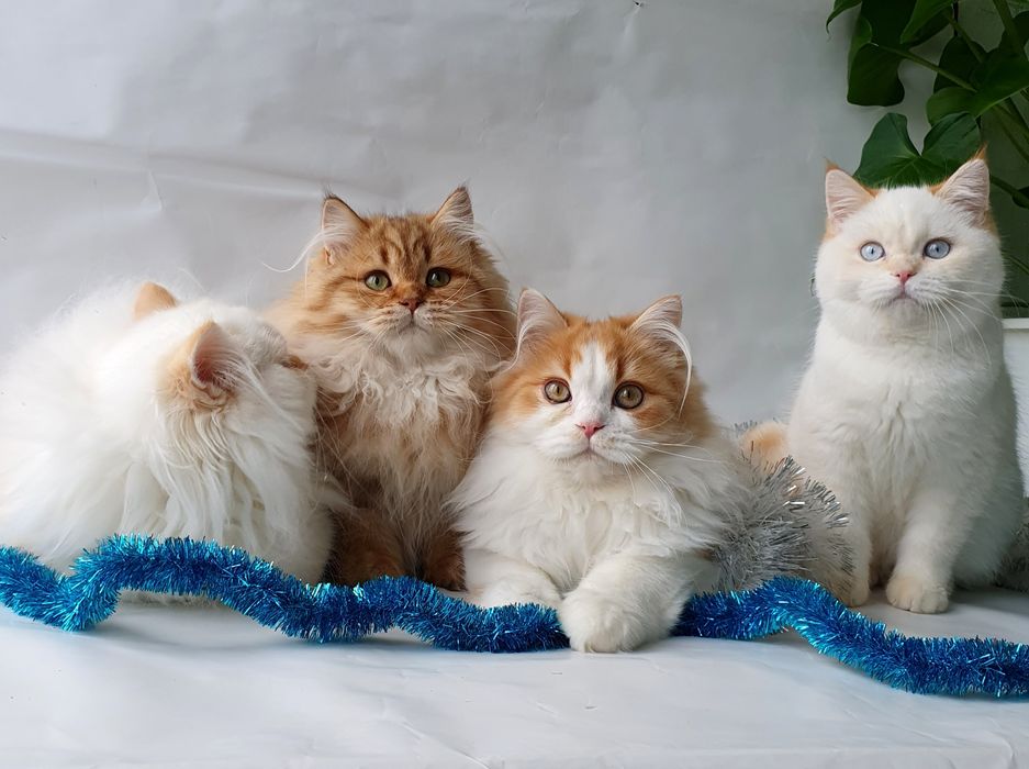 Киев срочно новогодняя скидка котики клубные британцы разных окрасов.