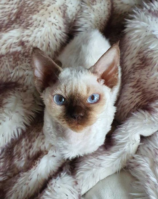 Kot Devon Rex Kociak Devon Devonek Rex Kociak