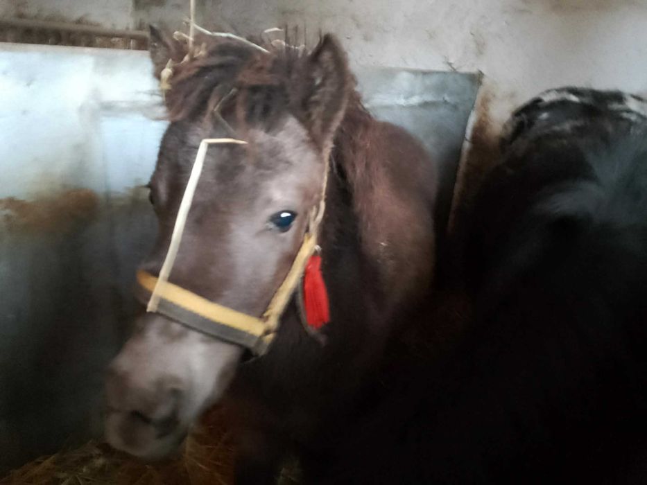 Źrebica kucyka sprzedam