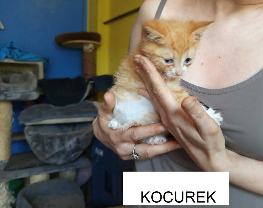 kocieta do adpocji