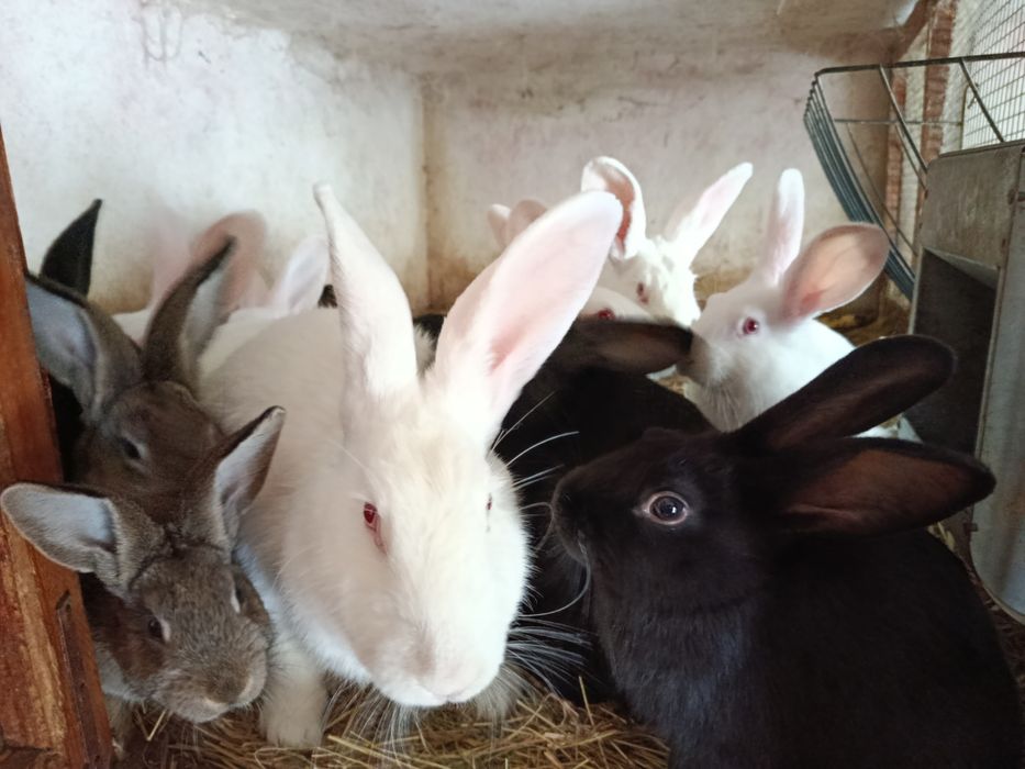 Sprzedam młode króliki