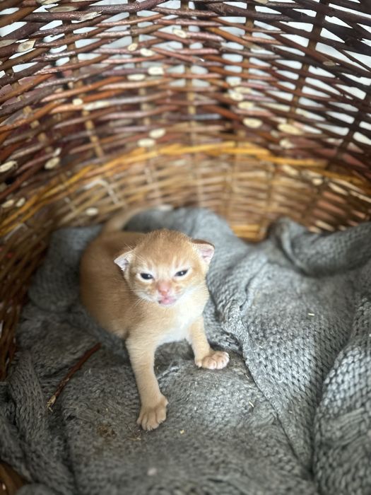 Кошеня дівчинка сорель окрас