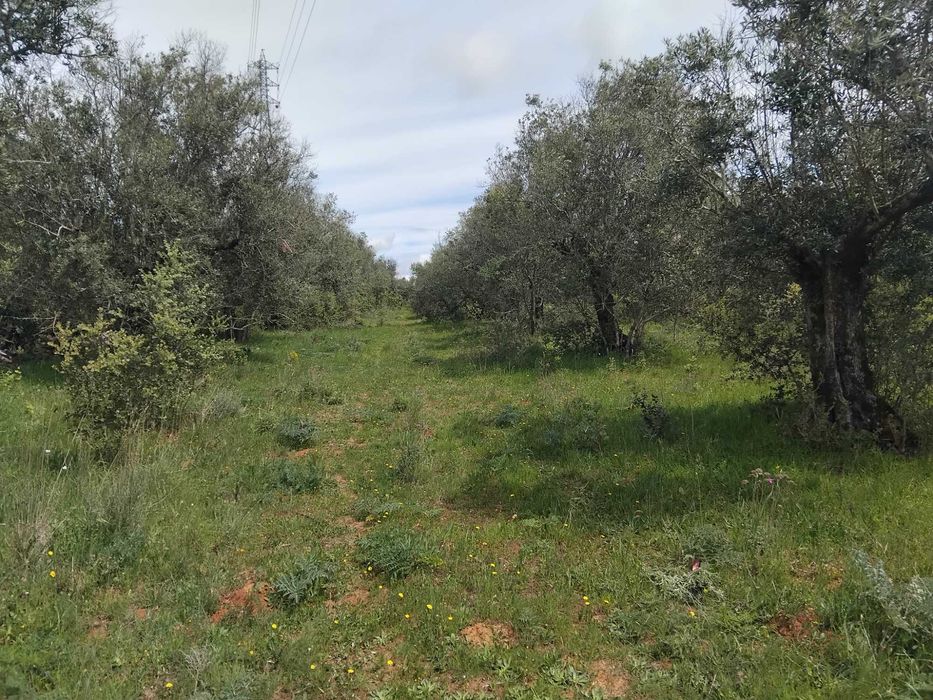 Olival tradicional em Vila boim, Elvas