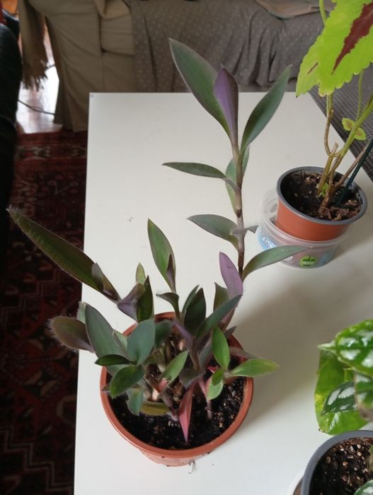 Plantas Naturais 4 euros cada