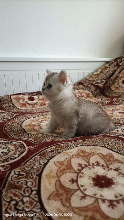 British Shorthair fêmea