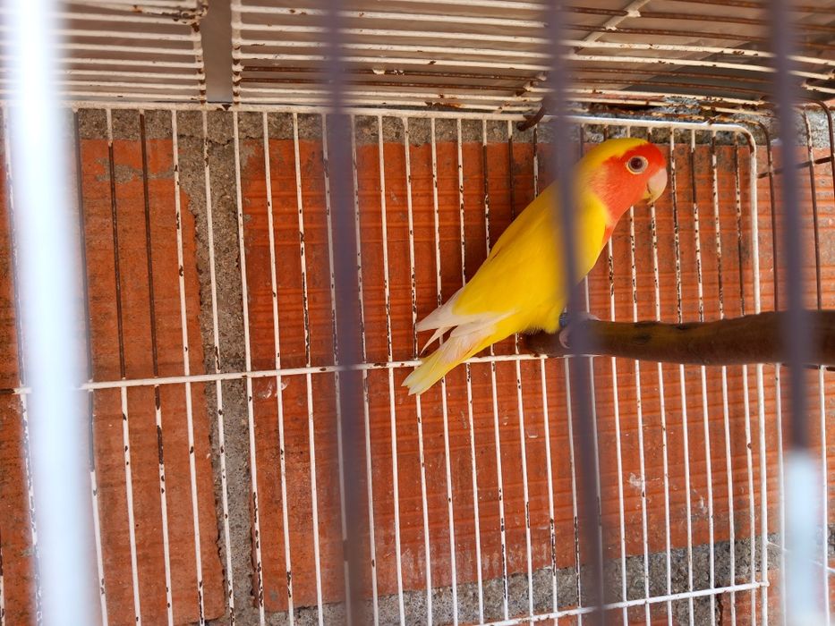 Agapornis Roseicolis