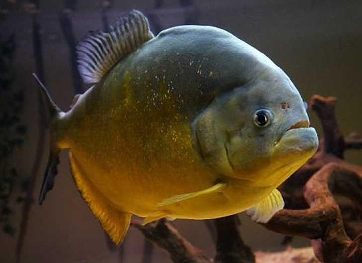 Пиранья (Pygocentrus piraya) 32 см