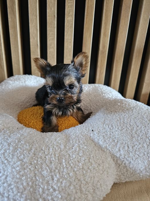 York - yorkshire terrier maluszek