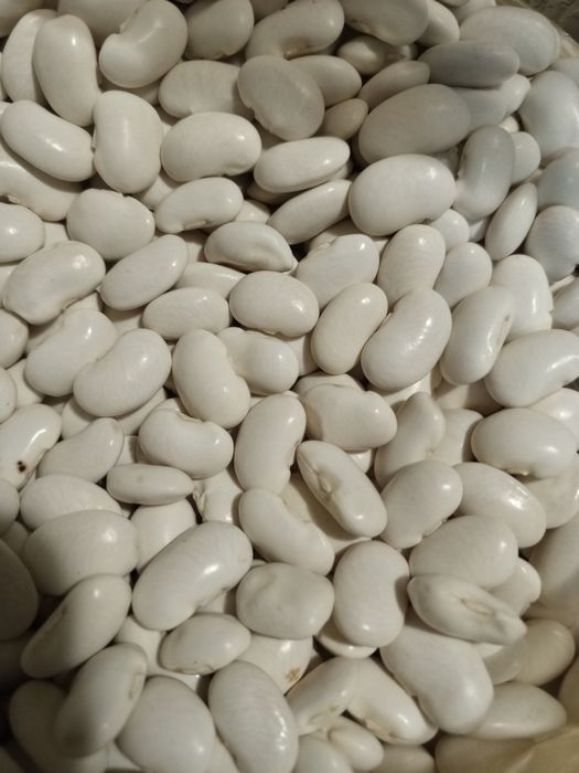 Продам квасолю Червона шапочка, Лімська, Ясь кущова
