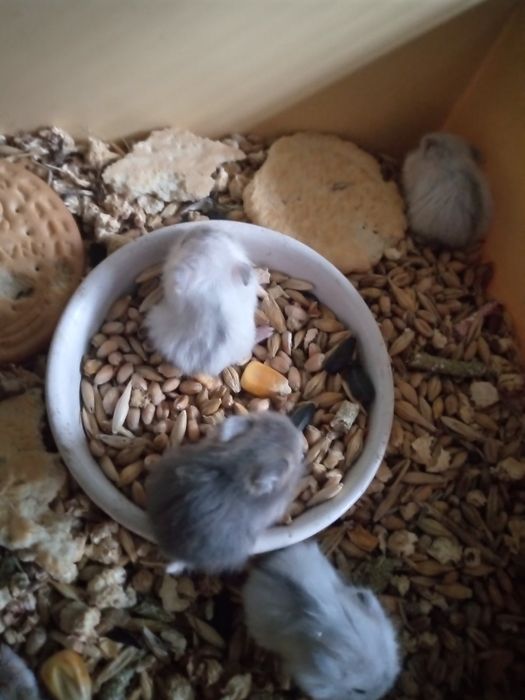 Хомячки Кременчуг